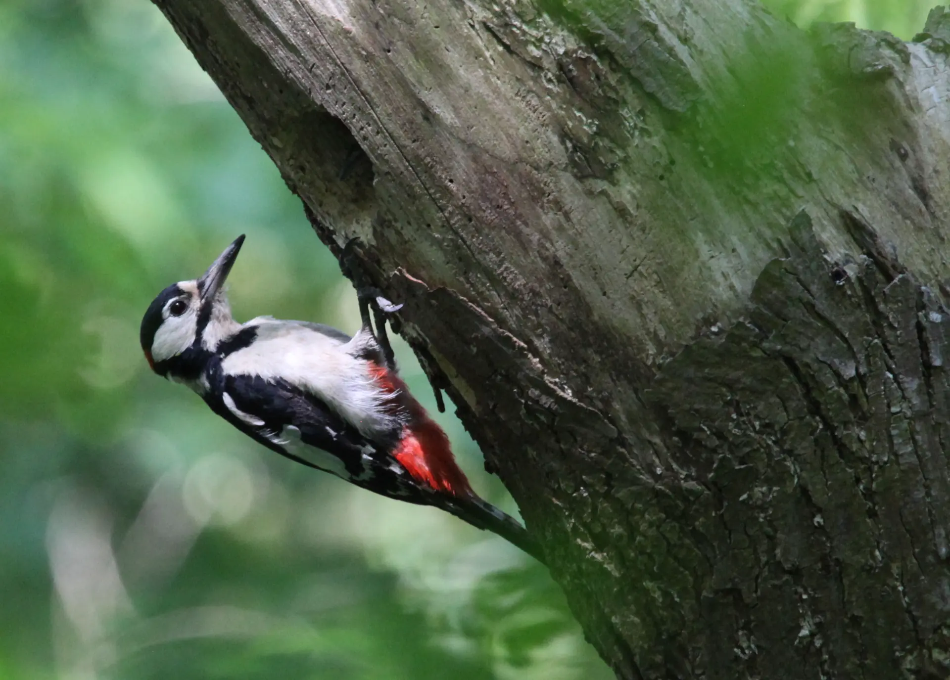A Great Spotted Woodpecker clinging to the trunk of a tree